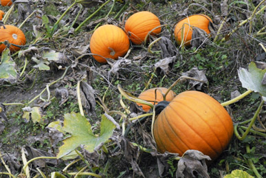 citrouilles